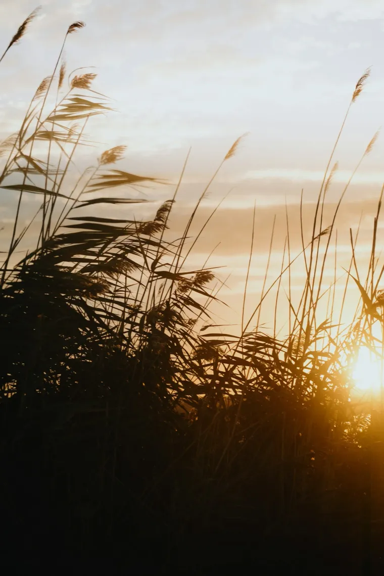 Silhouetted tall grass during sunset with a golden sky.